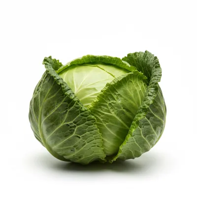Fresh green cabbage head