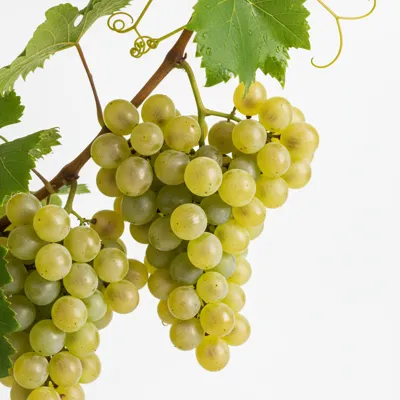 Fresh grapes on a vine